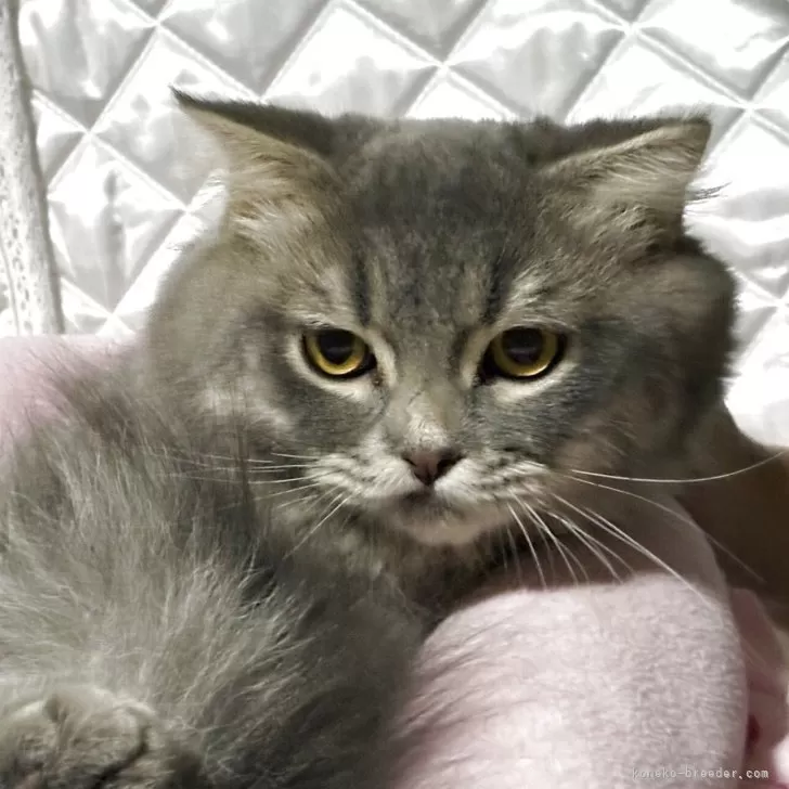 スコティッシュフォールド(折れ耳)【神奈川県・男の子・2025年3月15日・ブルータビー】の写真1