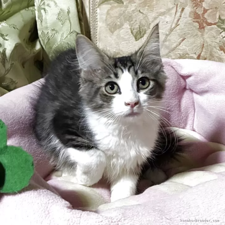 ID：2506-03245の子猫