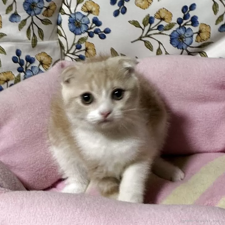 スコティッシュフォールド(立ち耳)【神奈川県・女の子・2025年8月8日・カメオタビーホワイト】の写真1