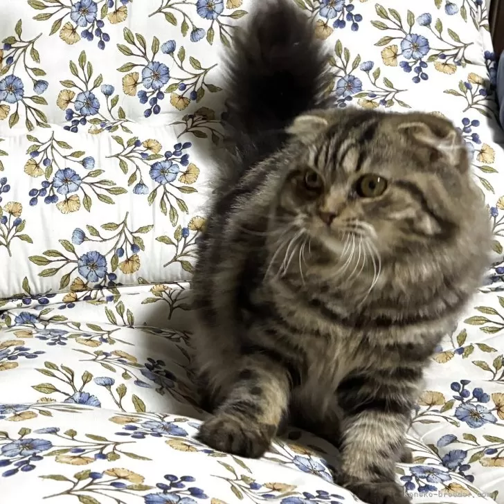 スコティッシュフォールド(折れ耳)【神奈川県・男の子・2025年5月29日・ブラウンタビー】の写真1