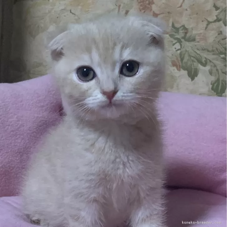 srock 様のお迎えした子猫