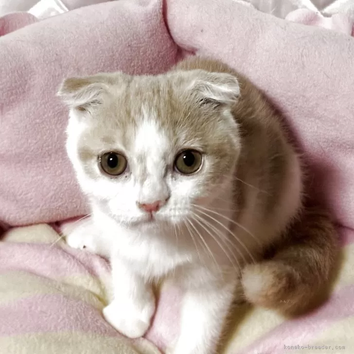 スコティッシュフォールド(折れ耳)【神奈川県・女の子・2025年5月5日・クリームホワイト】の写真1