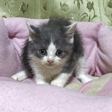 スコティッシュフォールド(折れ耳)【神奈川県・男の子・2025年5月5日・ブルー】の写真「可愛い♡可愛い男の子♪」