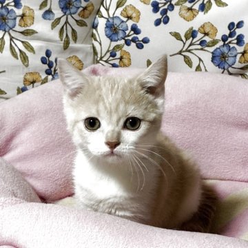 スコティッシュフォールド(立ち耳)【神奈川県・女の子・2025年8月8日・カメオタビーホワイト】の写真「可愛い♡可愛い女の子♪」