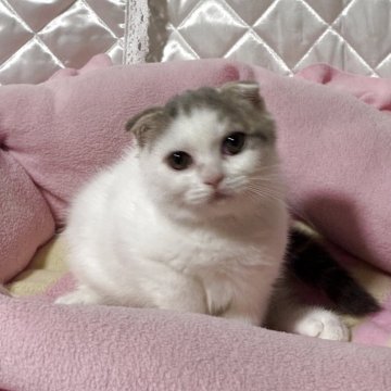 スコティッシュフォールド(折れ耳)【神奈川県・男の子・2025年7月22日・ブルーホワイト】の写真「可愛い♡可愛い男の子♪」