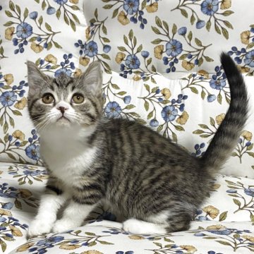 スコティッシュフォールド(立ち耳)【神奈川県・女の子・2025年12月10日・ブラウンタビーホワイト】の写真「可愛い♡可愛い女の子♪」