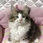 ノルウェージャンフォレストキャット