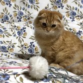 スコティッシュフォールド(折れ耳)