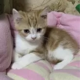 スコティッシュフォールド(立ち耳)【神奈川県・男の子・2024年12月12日・レッドタビーホワイト】の写真1