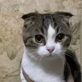 スコティッシュフォールド(折れ耳)【神奈川県・男の子・2024年4月7日・ブラウンタビーホワイト】の写真1