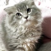 スコティッシュフォールド(折れ耳)