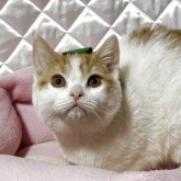 スコティッシュフォールド(立ち耳)