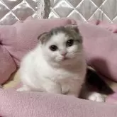 スコティッシュフォールド(折れ耳)