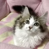 ノルウェージャンフォレストキャット