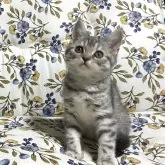 ブリティッシュショートヘア【神奈川県・女の子・2025年10月16日・ブルータビー】の写真1