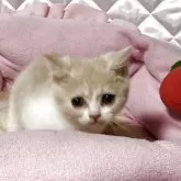 スコティッシュフォールド(立ち耳)