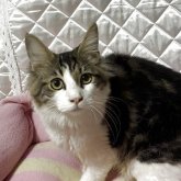 ノルウェージャンフォレストキャット