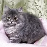 スコティッシュフォールド(立ち耳)