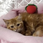 スコティッシュフォールド(立ち耳)