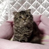 スコティッシュフォールド(折れ耳)