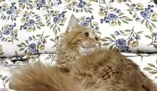 スコティッシュフォールド(立ち耳)【神奈川県・男の子・2025年5月29日・レッドタビー】の写真2