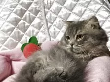 スコティッシュフォールド(折れ耳)【神奈川県・男の子・2025年3月15日・ブルータビー】の写真2