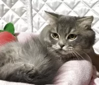 スコティッシュフォールド(折れ耳)【神奈川県・男の子・2025年3月15日・ブルータビー】の写真3