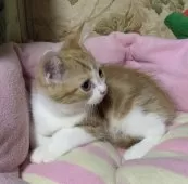 スコティッシュフォールド(立ち耳)【神奈川県・男の子・2024年12月12日・レッドタビーホワイト】の写真3