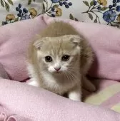 スコティッシュフォールド(立ち耳)【神奈川県・女の子・2025年8月8日・カメオタビーホワイト】の写真4