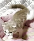 スコティッシュフォールド(折れ耳)【神奈川県・女の子・2025年5月5日・クリームホワイト】の写真4