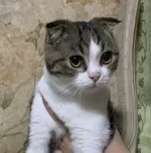 スコティッシュフォールド(折れ耳)【神奈川県・男の子・2024年4月7日・ブラウンタビーホワイト】の写真5