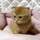 スコティッシュフォールド(折れ耳)【神奈川県・男の子・2025年7月6日・レッドタビー】の写真5