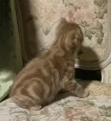 スコティッシュフォールド(折れ耳)【神奈川県・男の子・2024年12月12日・レッドタビー】の写真5