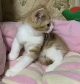 スコティッシュフォールド(立ち耳)【神奈川県・男の子・2024年12月12日・レッドタビーホワイト】の写真5