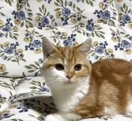 スコティッシュフォールド(立ち耳)【神奈川県・女の子・2025年7月21日・レッドタビーホワイト】の写真5