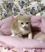 スコティッシュフォールド(立ち耳)【神奈川県・女の子・2025年8月8日・カメオタビーホワイト】の写真5