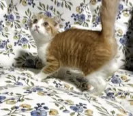 スコティッシュフォールド(折れ耳)【神奈川県・男の子・2025年10月29日・レッドタビーホワイト】の写真5