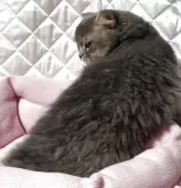 スコティッシュフォールド(折れ耳)【神奈川県・男の子・2025年3月15日・ブルータビー】の写真7