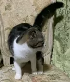 スコティッシュフォールド(折れ耳)【神奈川県・男の子・2024年4月7日・ブラウンタビーホワイト】の写真9