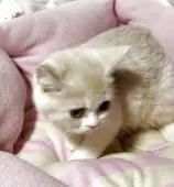 スコティッシュフォールド(立ち耳)【神奈川県・女の子・2025年5月5日・クリームホワイト】の写真9