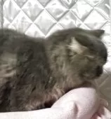 スコティッシュフォールド(折れ耳)【神奈川県・男の子・2025年3月15日・ブルータビー】の写真9