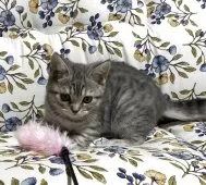 ブリティッシュショートヘア【神奈川県・女の子・2025年10月16日・ブルータビー】の写真9