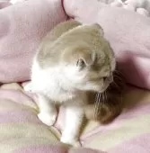 スコティッシュフォールド(折れ耳)【神奈川県・女の子・2025年5月5日・クリームホワイト】の写真9