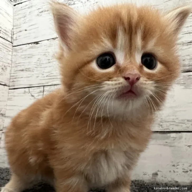 ID:2308-01218の子猫
