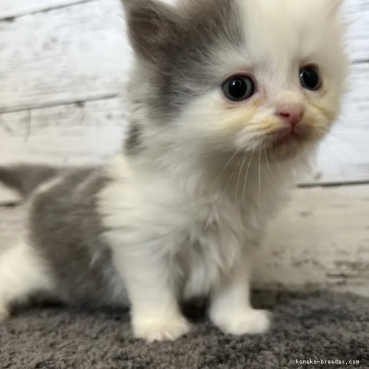 ID:2308-01038の子猫