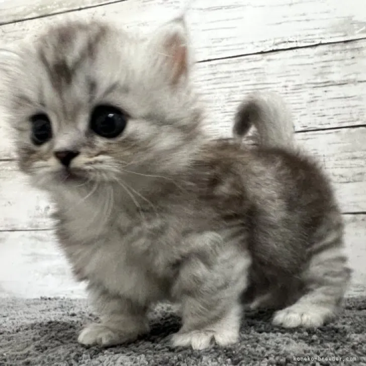 ID:2307-02369の子猫