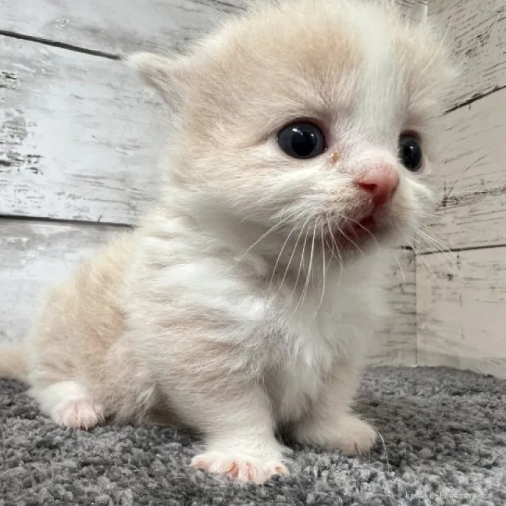 ID:2306-03426の子猫