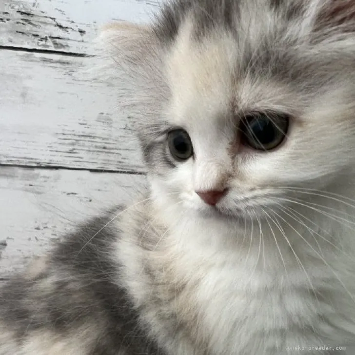 ID:2304-03275の子猫