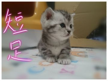 マンチカン【福島県・男の子・2017年10月8日・シルバータビー】の写真「★短足の男の子★モチモチしてます★」