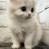 マンチカン(長足)【福島県・男の子・2023年11月7日・クリームタビー&ホワイト】の写真1